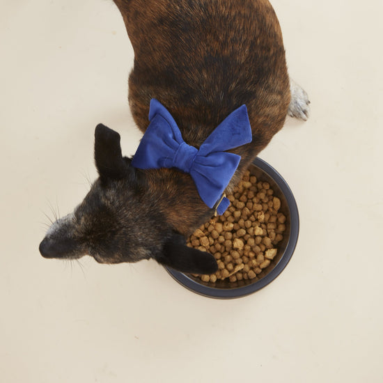 #Modeled by Richie (20lbs) in a Medium collar and Small lady bow