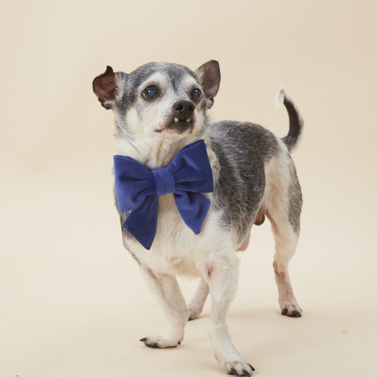 #Modeled by Joshua (10lbs) in a Small collar and Small lady bow