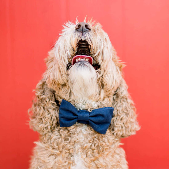 #Modeled in a Small bow tie