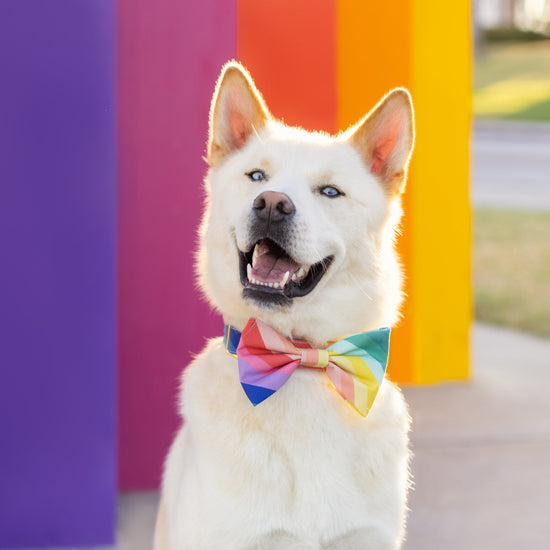 #Modeled in a Large collar and Large bow tie
