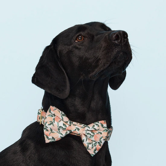 Peaches and Cream Bow Tie Collar from The Foggy Dog 