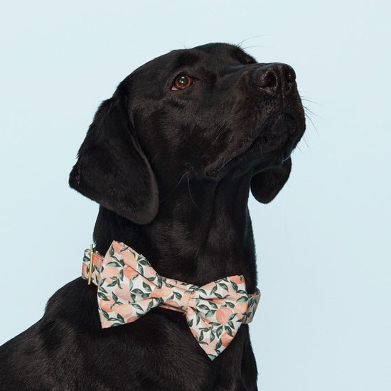 Peaches and Cream Dog Bow Tie from The Foggy Dog 