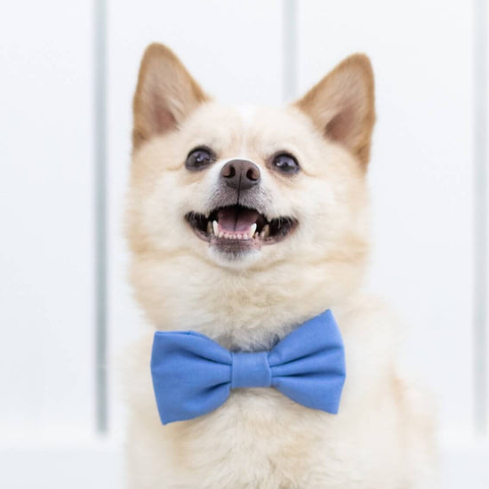 Periwinkle Dog Bow Tie from The Foggy Dog 