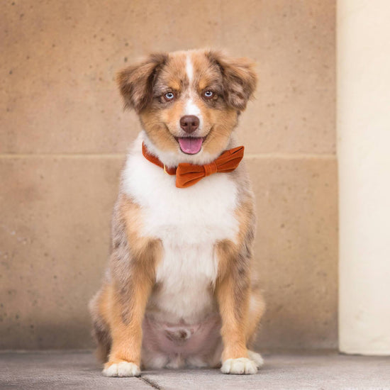 #Modeled by Kona (25lbs) in a Small collar and Large bow tie