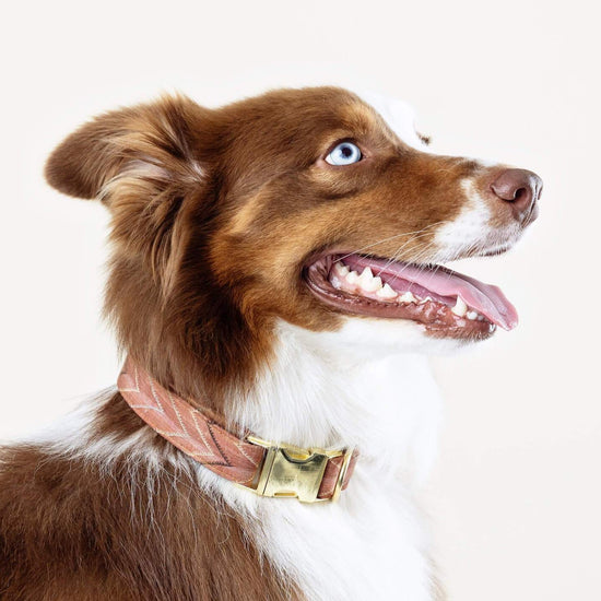 St. Frank Chevron Kilim Dog Collar from The Foggy Dog 