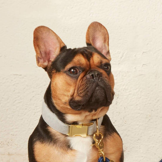 Upcycled Denim Dog Collar from The Foggy Dog 