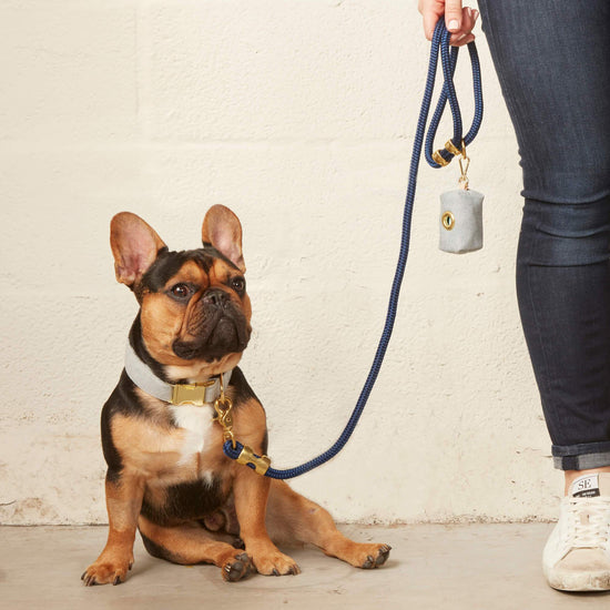 #Modeled by Henrry (33lbs) in a Medium collar and Standard leash