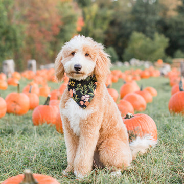 7 Tips for the Pawfect Fall Photo Op