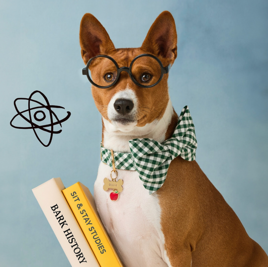 Back to School: Pup Superlatives