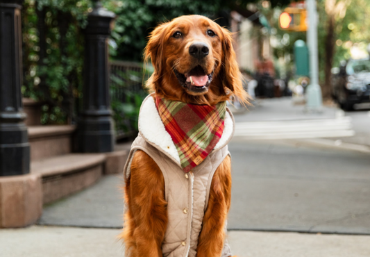 The Ultimate Guide to Layering Looks for Your Pup 🍂🐶