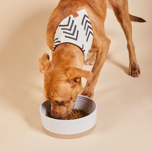 Adopt A Dog Month 2022