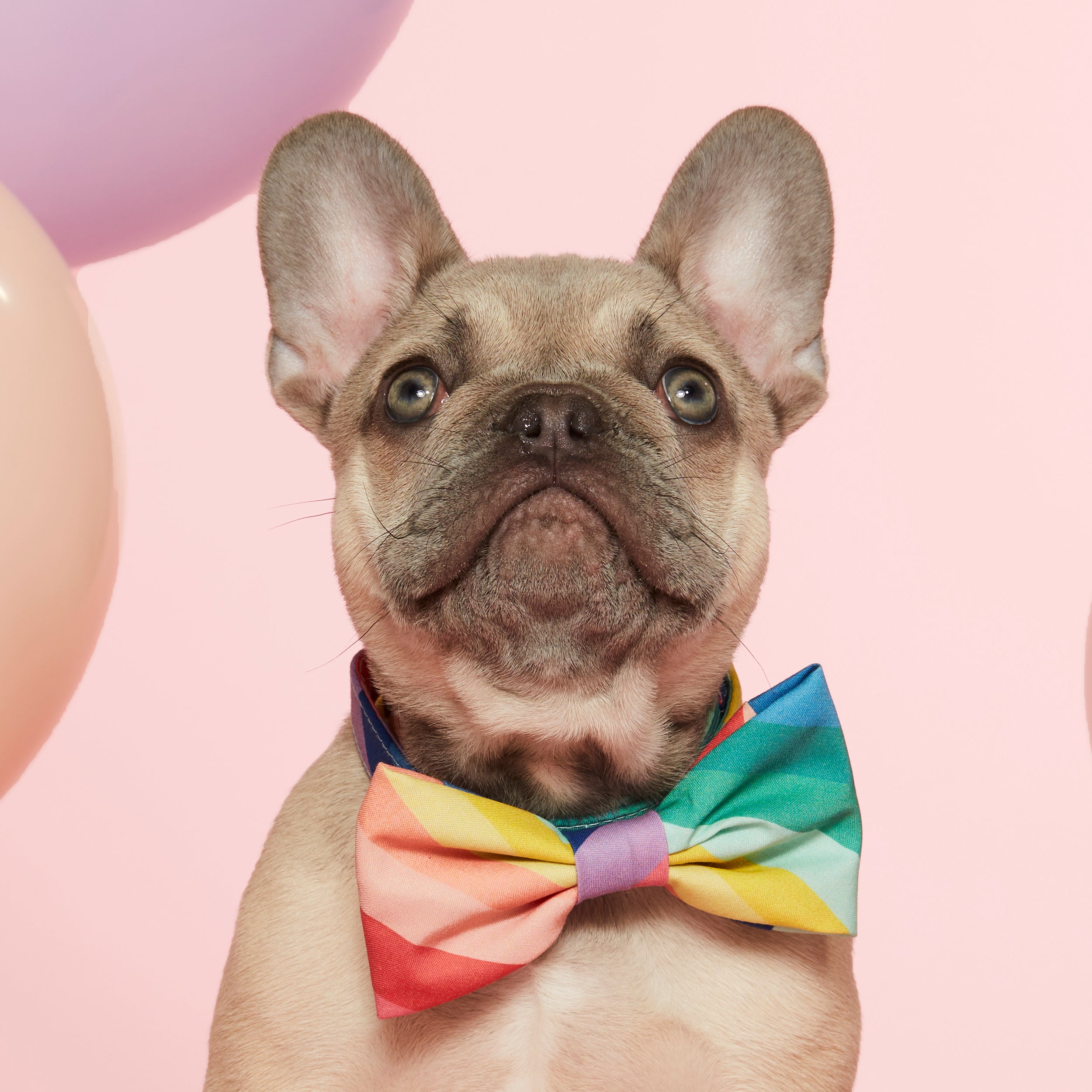 Pride Collection 🌈 | The Foggy Dog