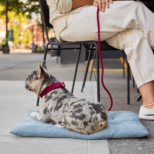 #Modeled by Dory (20lbs) on Medium