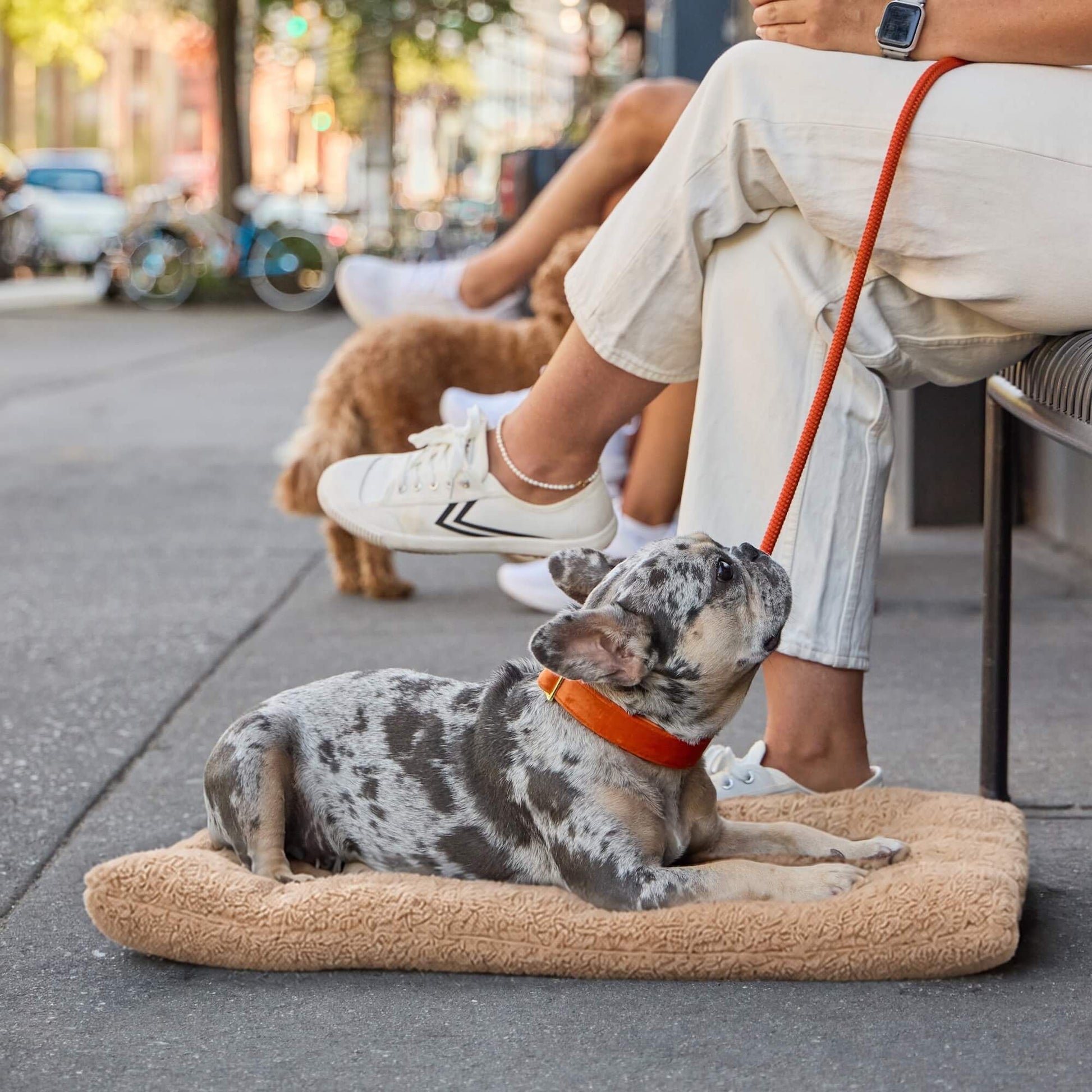 #Modeled by Dory (20lbs) on Medium