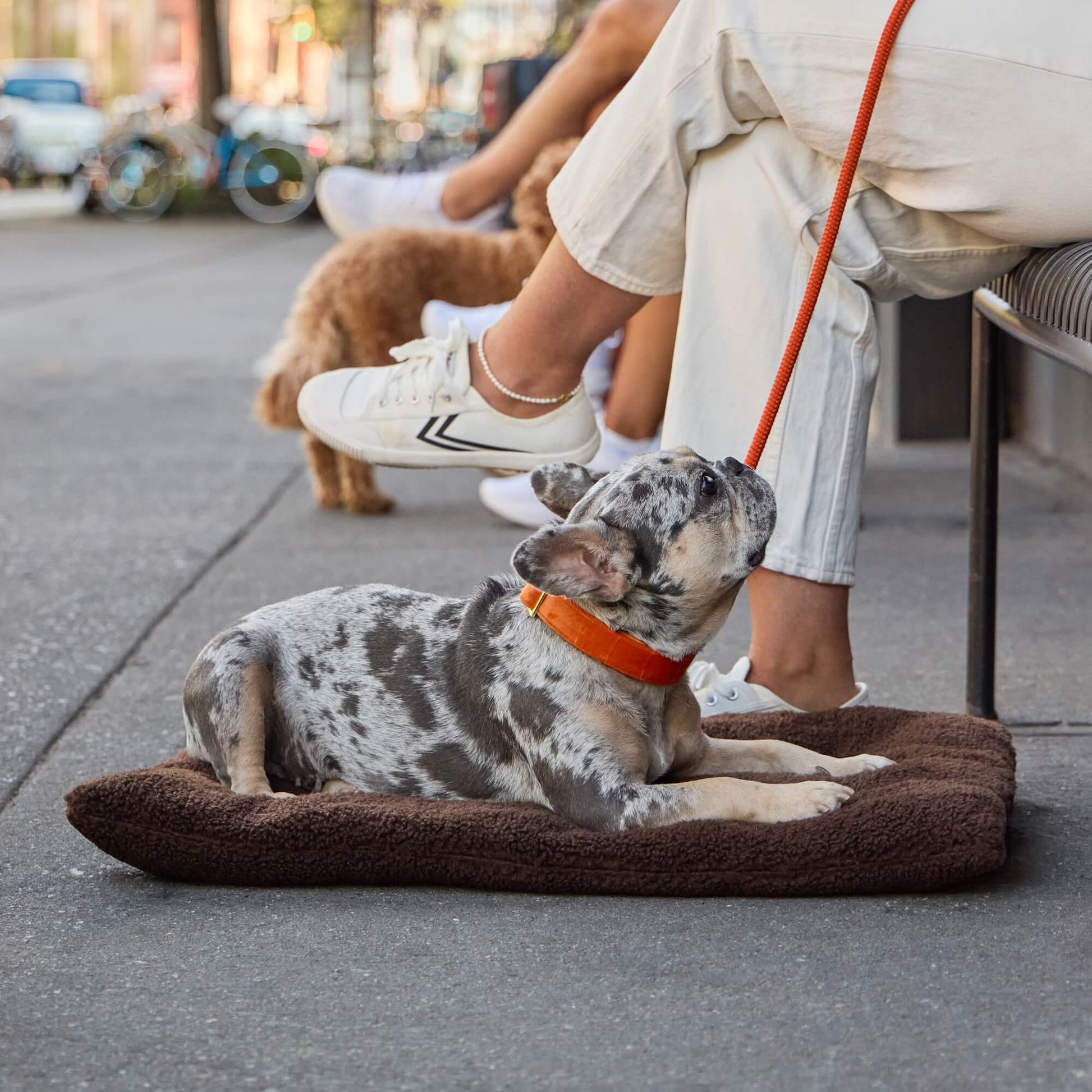 #Modeled by Dory (20lbs) on Medium