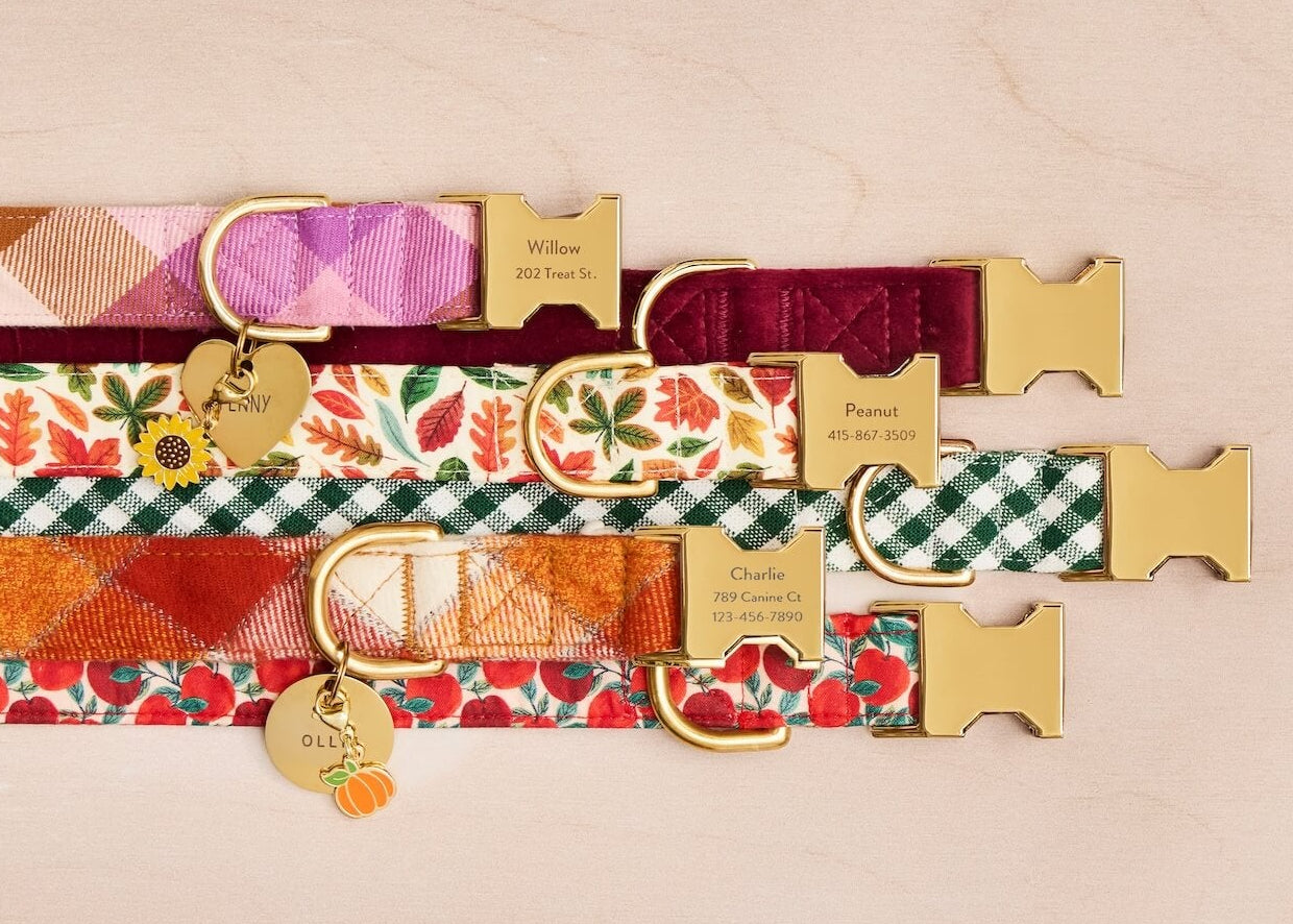 Fall Collar and Charm and ID Tag from The Foggy Dog