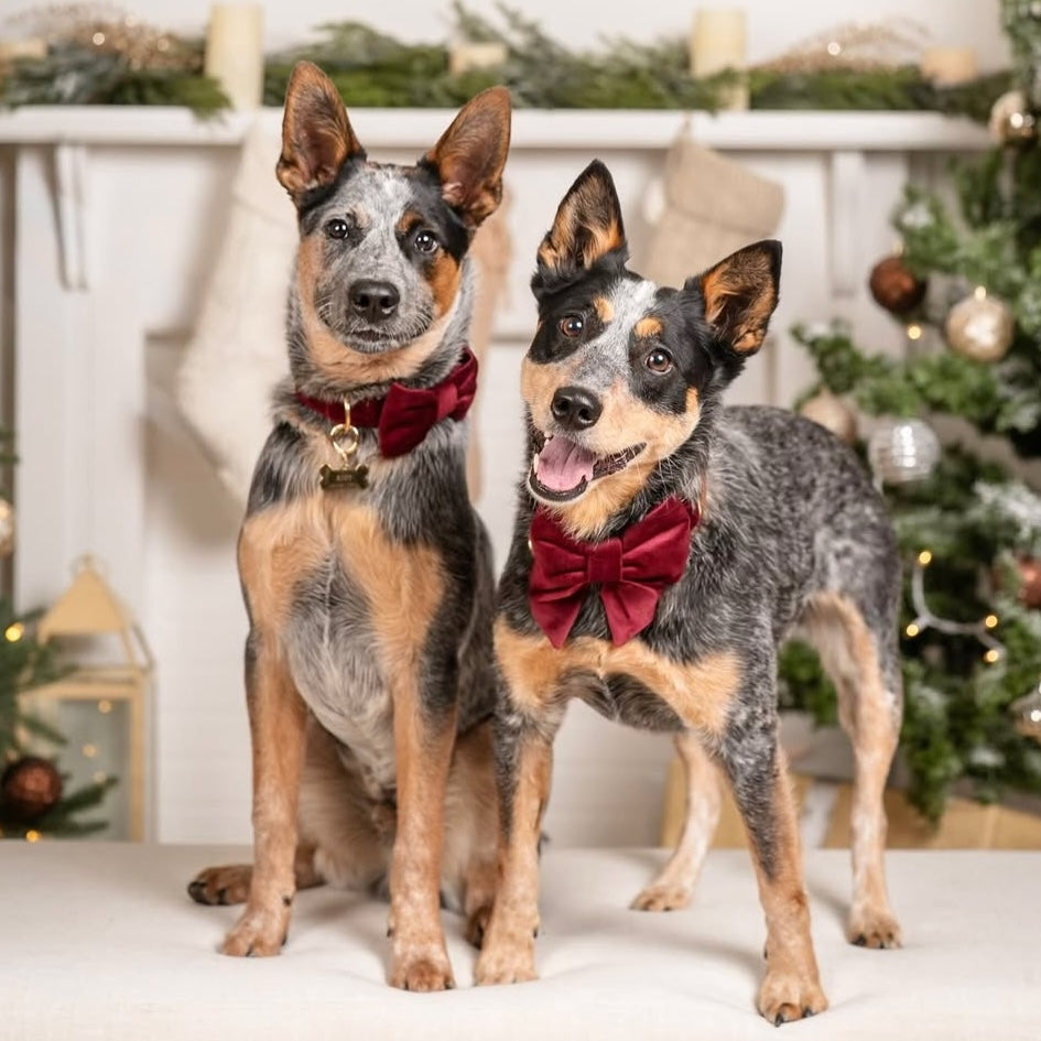 #Modeled by Riot (25lbs) in a Large bow tie and Rue (25lbs) in a Large lady bow