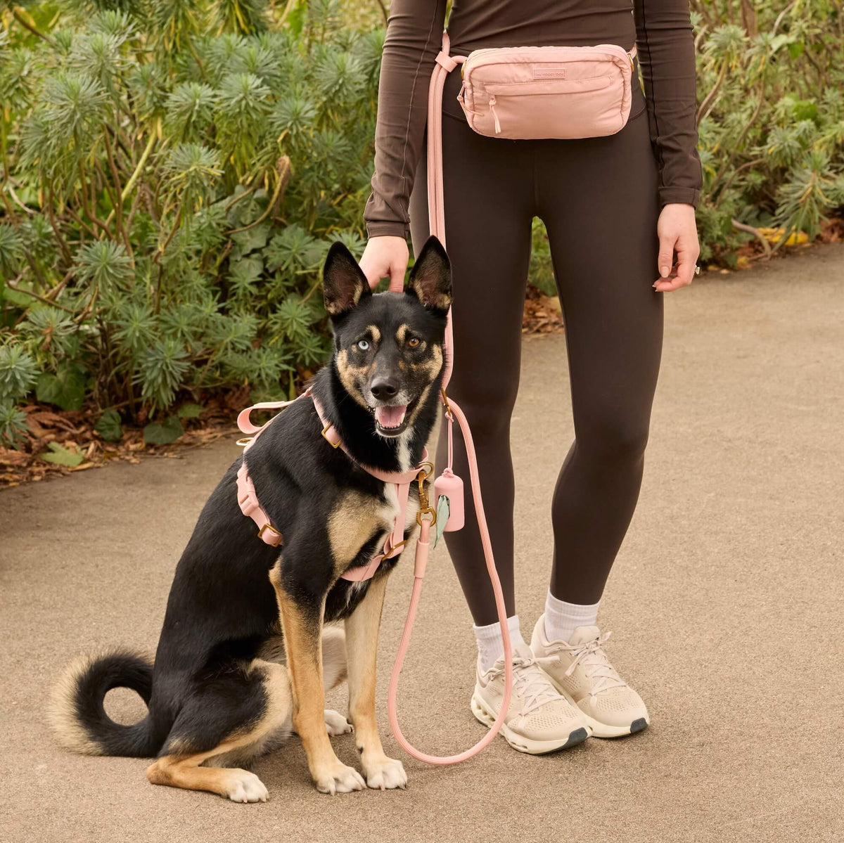 #Blue (36lbs) in a Medium harness and Standard leash