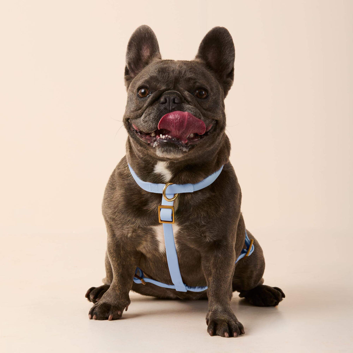 Active Flex Dog Harness (XS/S), Alpine view 3
