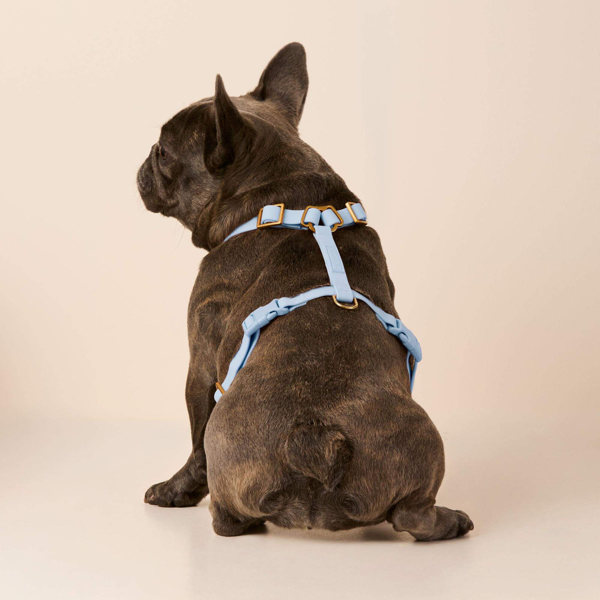 Active Flex Dog Harness (XS/S), Alpine view 5