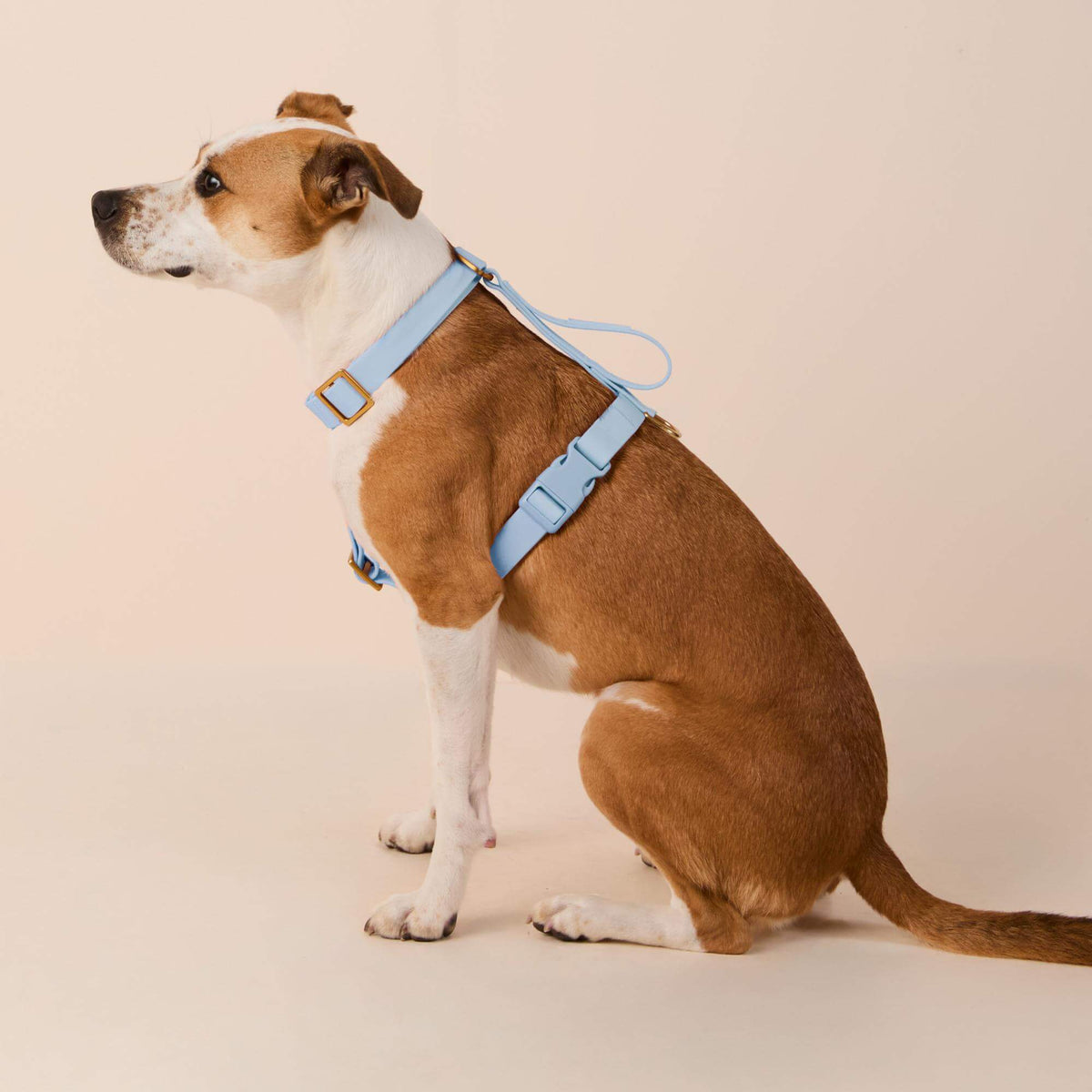Active Flex Dog Harness - With Handle (M/L), Alpine view 4