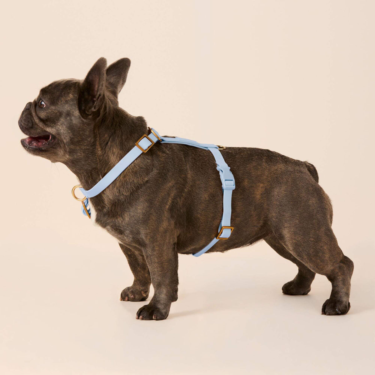 Active Flex Dog Harness (XS/S), Alpine view 4