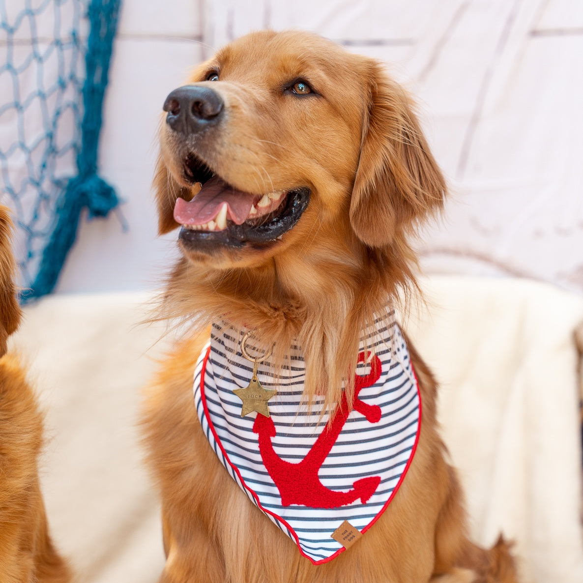 #Modeled by Luca (65lbs) in Large