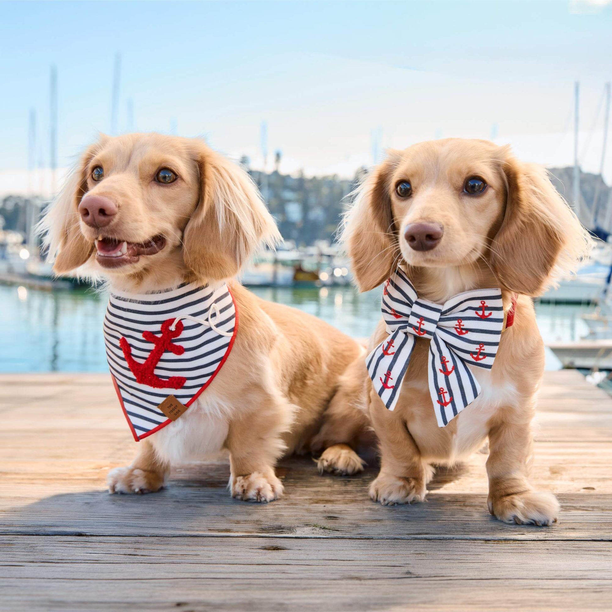 #Modeled by Finley (11lbs) in Small