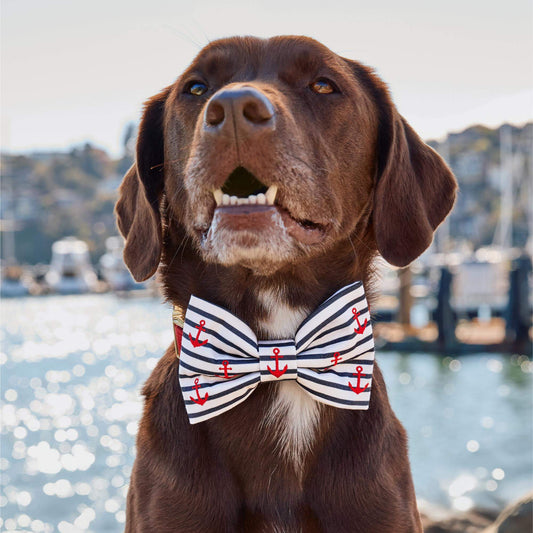 #Modeled by Renegade (40lbs) in a Large collar and Large bow tie