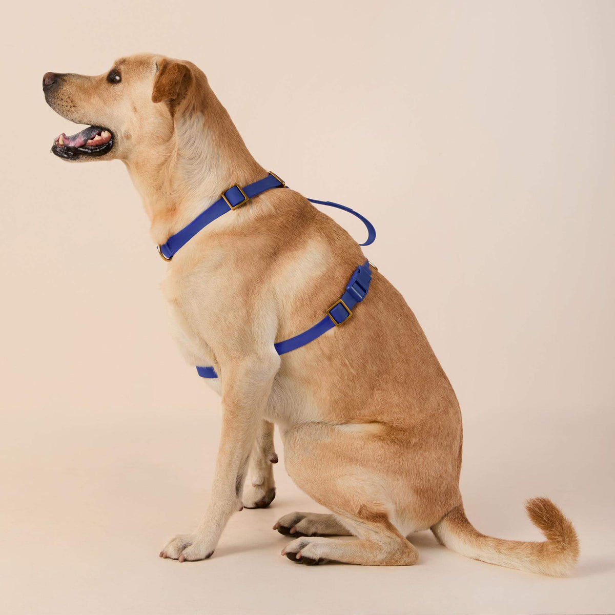 Active Flex Dog Harness - With Handle (M/L), Azure view 4