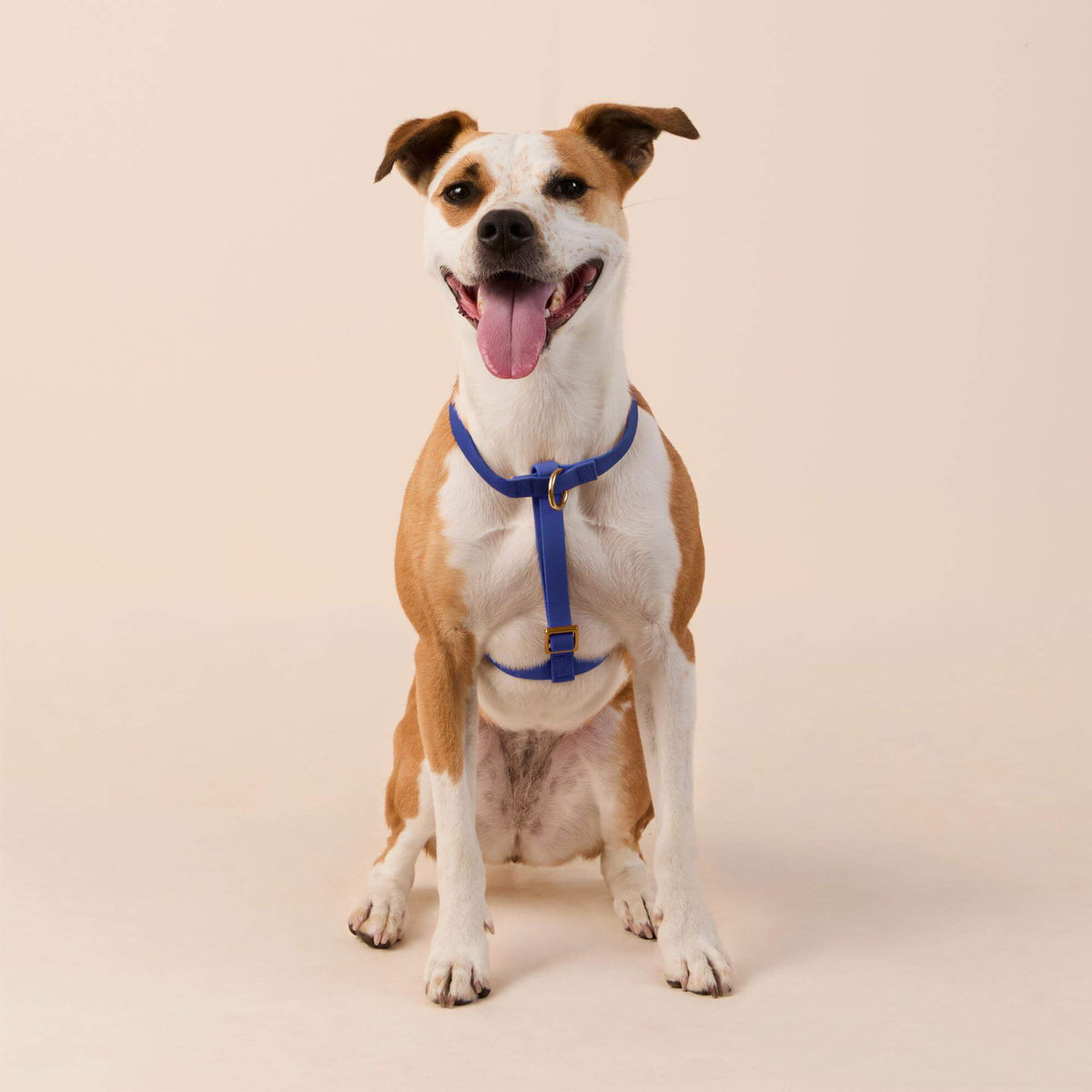 Active Flex Dog Harness (XS/S), Azure view 3