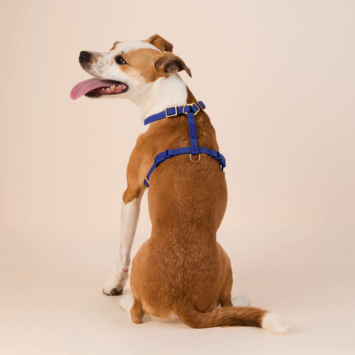 Active Flex Dog Harness (XS/S), Azure view 5
