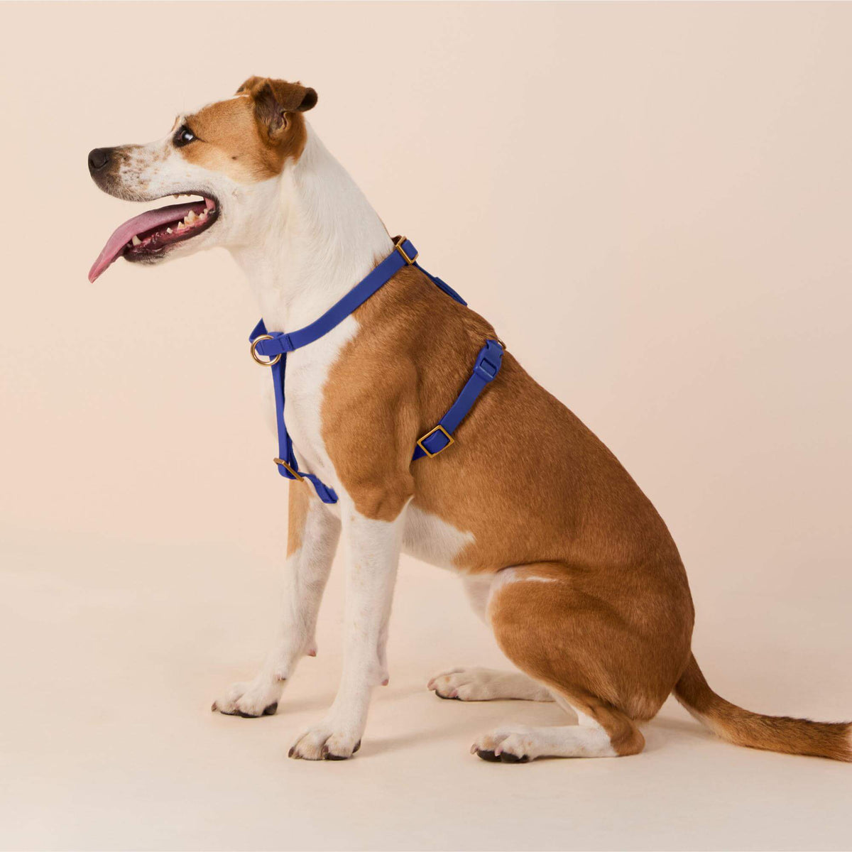 Active Flex Dog Harness (XS/S), Azure view 4