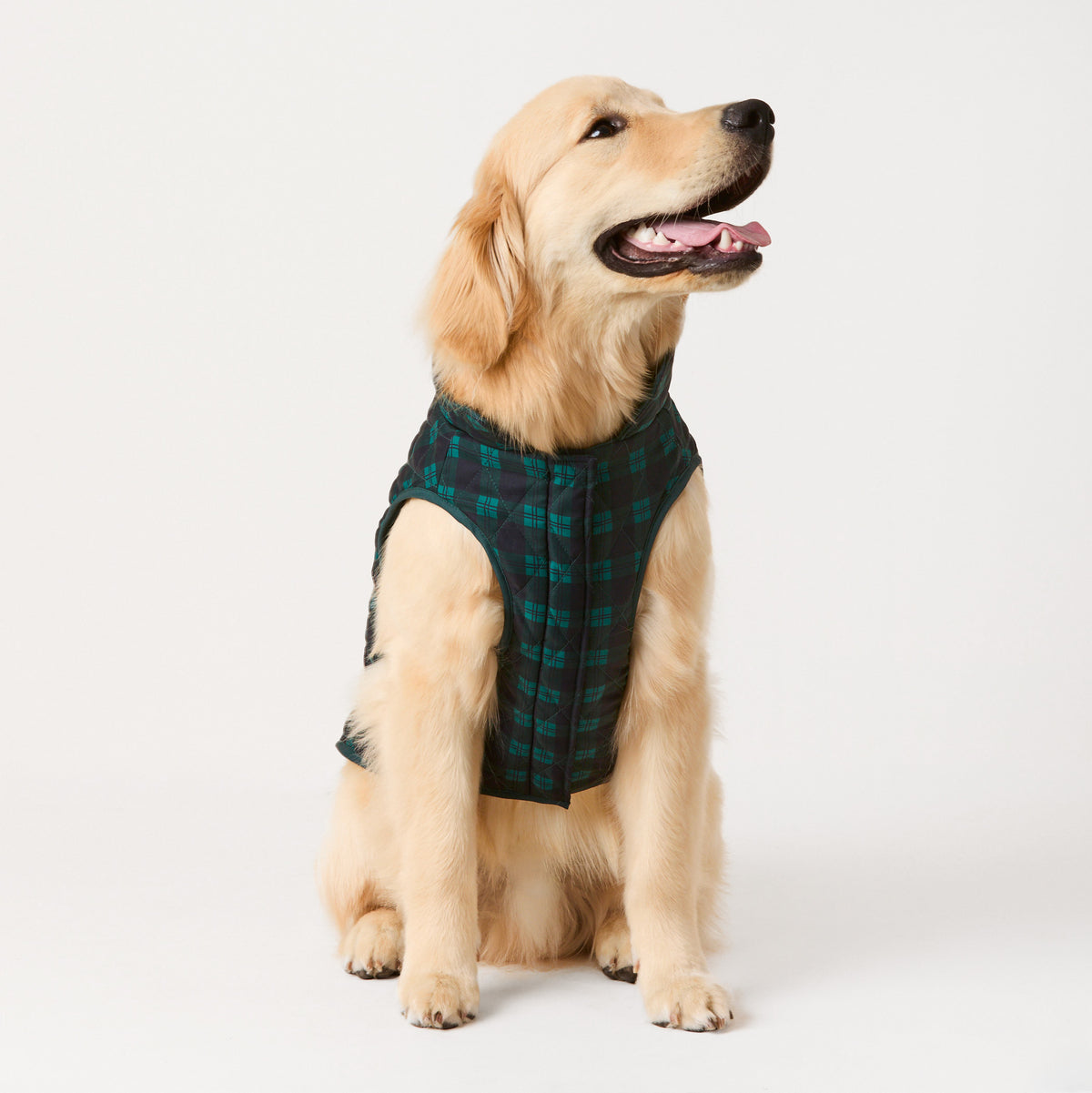 #Modeled by Peanut (40lbs) in Large