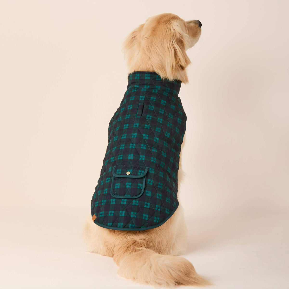 #Modeled by Peanut (40lbs) in Large