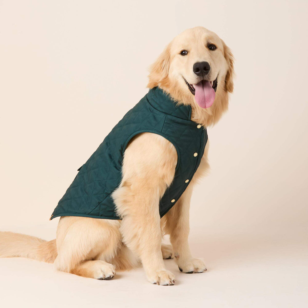 #Modeled by Peanut (40lbs) in Large