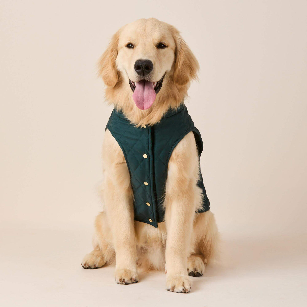 #Modeled by Peanut (40lbs) in Large
