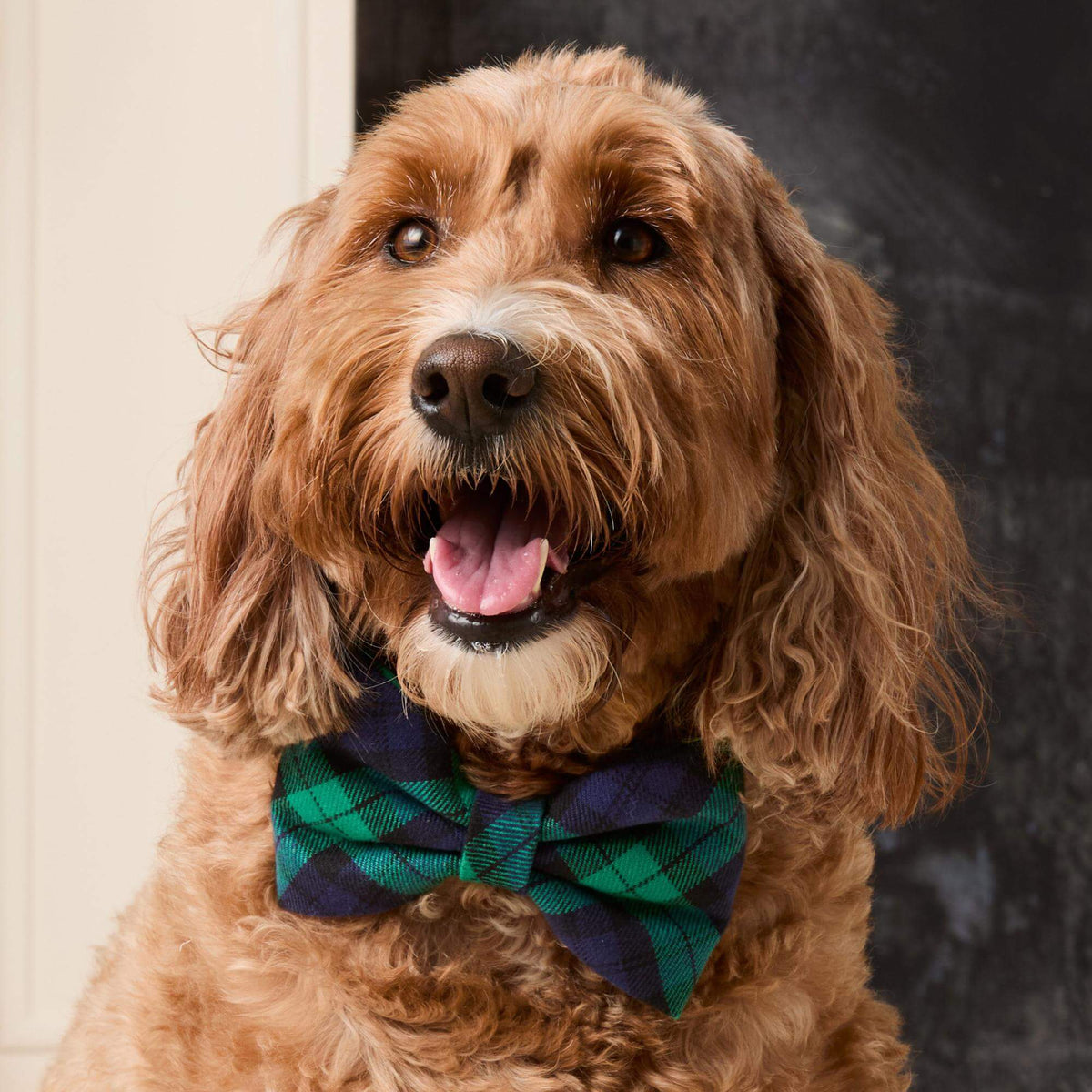 #Modeled by Cyra (36lbs) in a Medium collar and Large bow tie