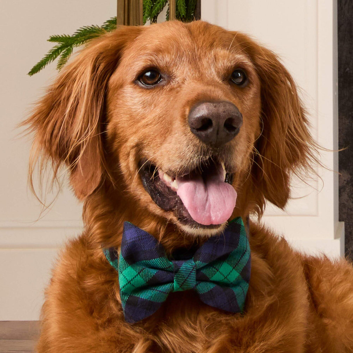 #Modeled by Goose (75lbs) in a Large bow tie