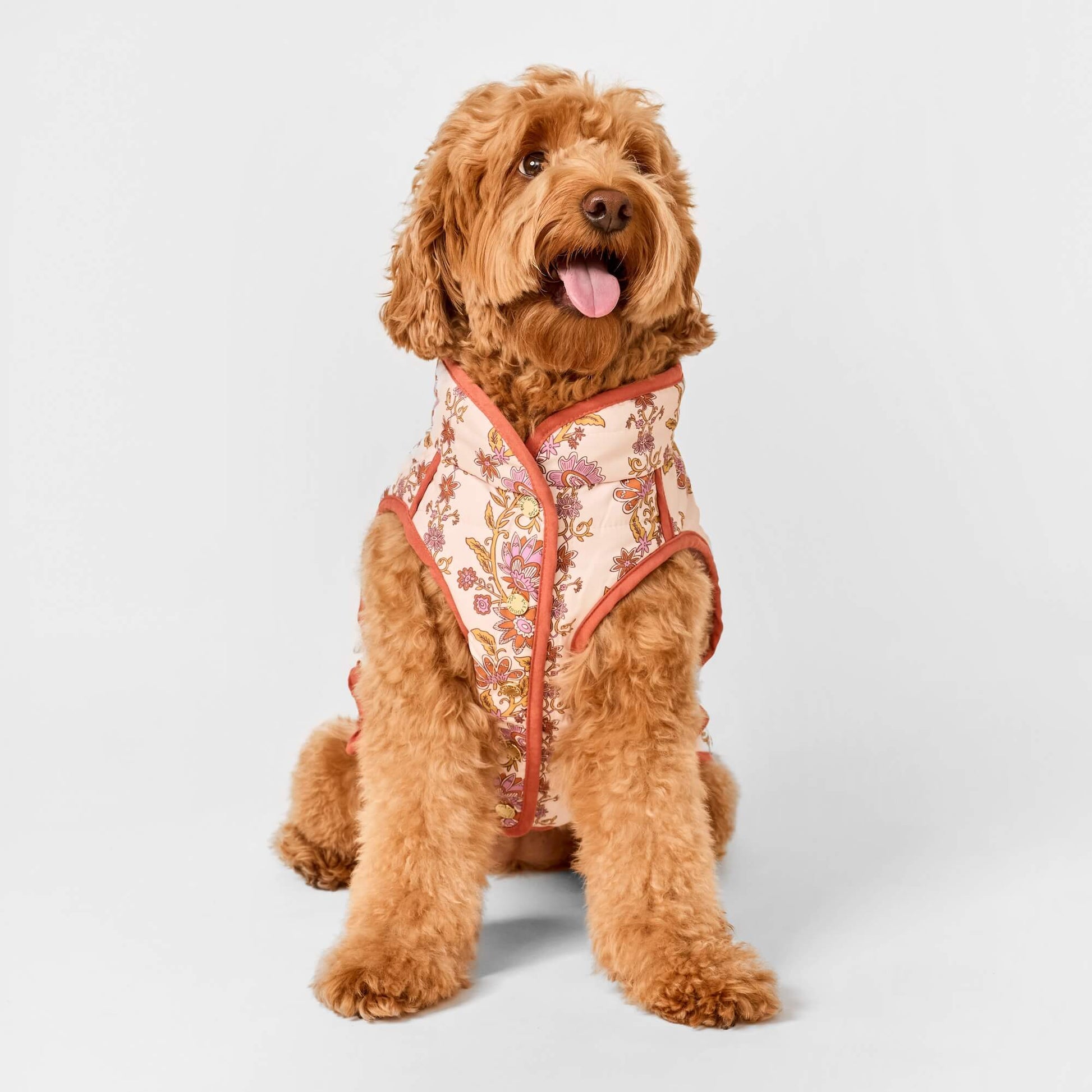 #Modeled by Poppy (20lbs) in Medium