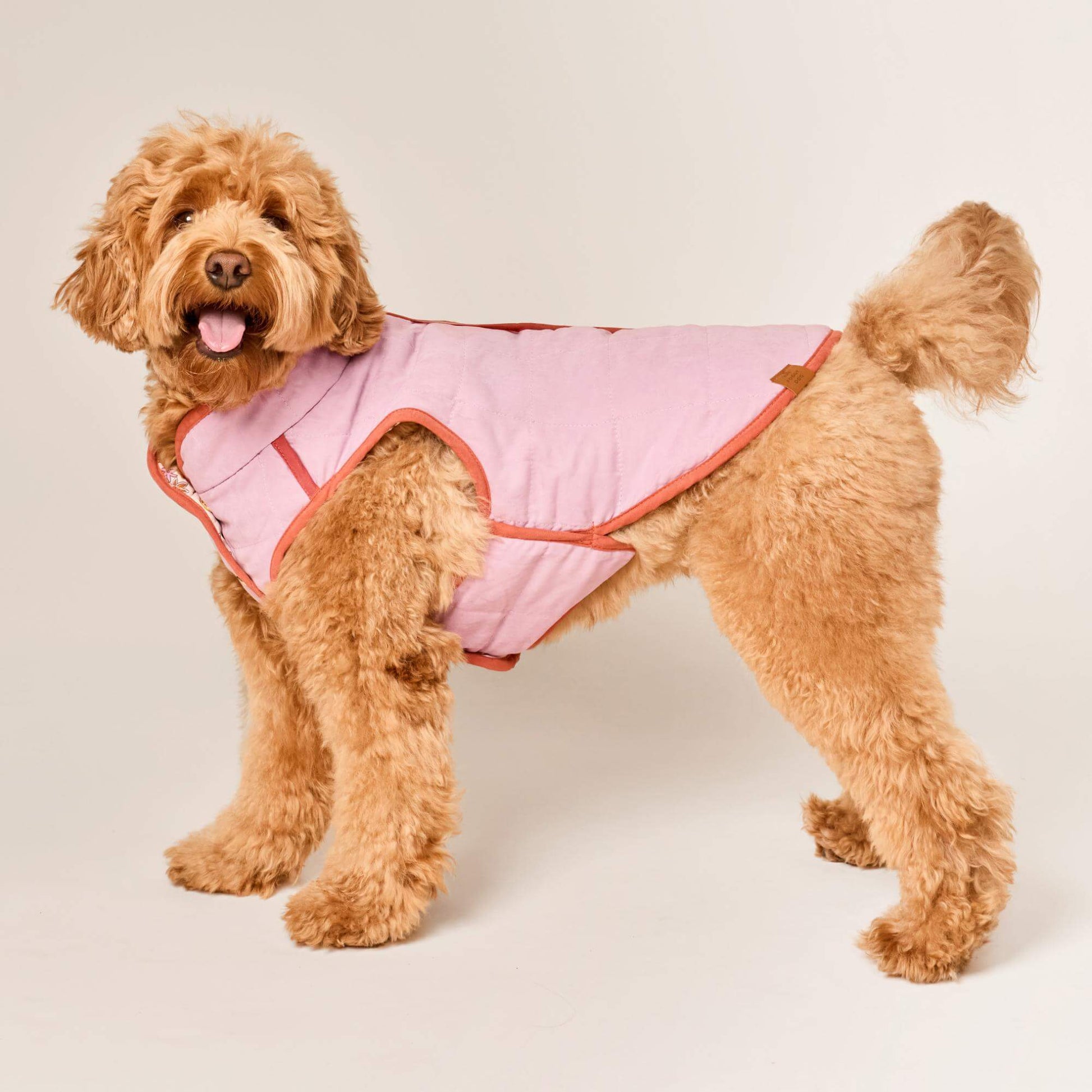 #Modeled by Poppy (20lbs) in Medium