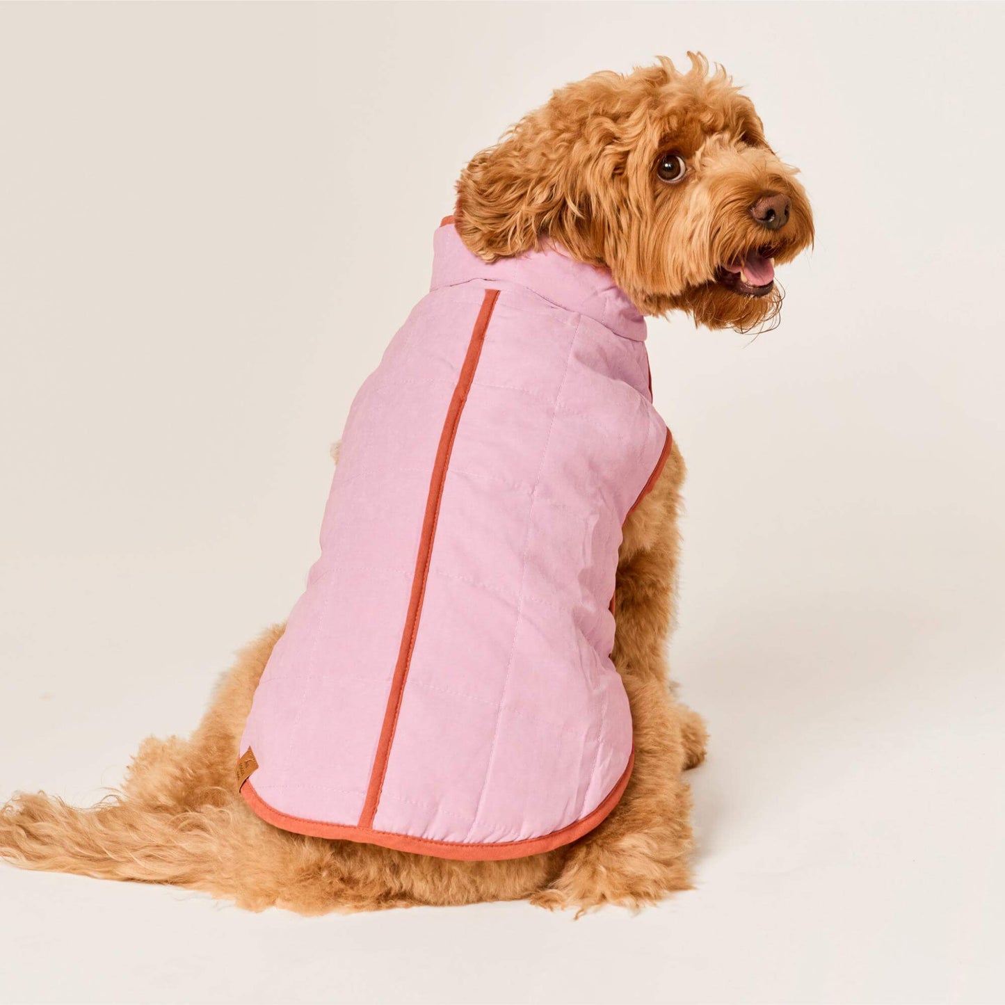 #Modeled by Poppy (20lbs) in Medium