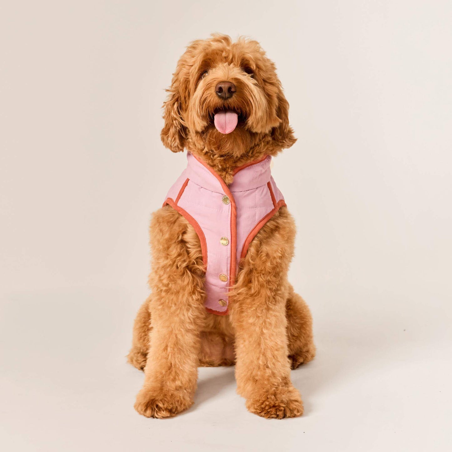 #Modeled by Poppy (20lbs) in Medium