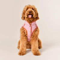#Modeled by Poppy (20lbs) in Medium
