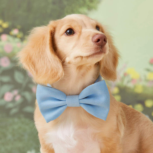 #Modeled by Finley (11lbs) in a Small bow tie