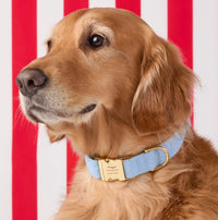 #Modeled by Atlas (75lbs) in Large