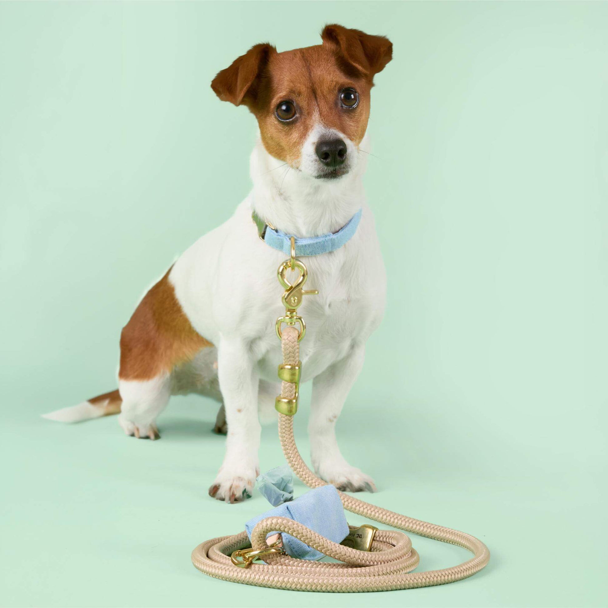 #Modeled by Ravioli (9lbs) in a Small collar and Standard leash