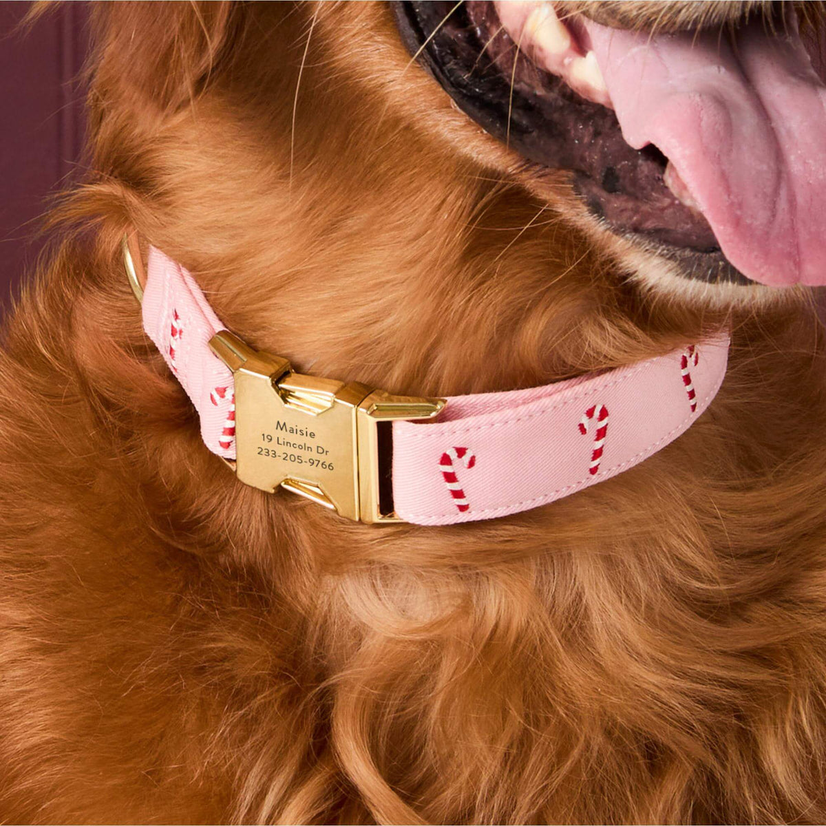 #Modeled by Goose (75lbs) in Large
