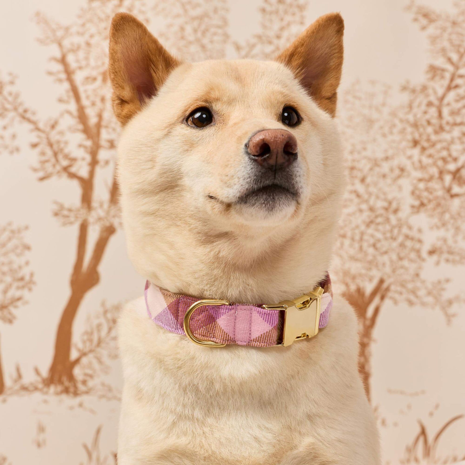 #Modeled by Dubu (29lbs) in Medium