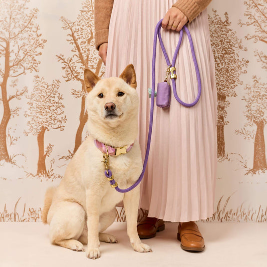 #Modeled by Dubu (29lbs) in a Medium collar and Standard leash